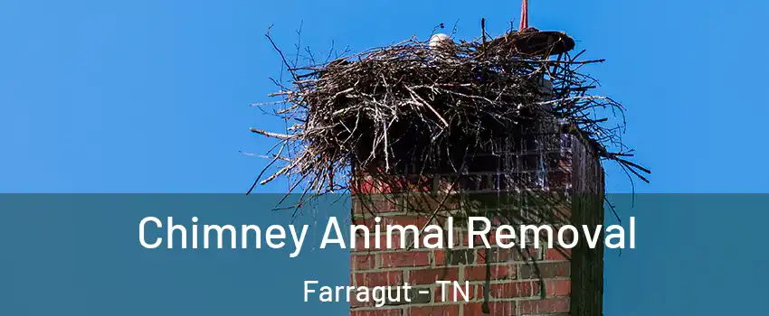 Chimney Animal Removal Farragut - TN