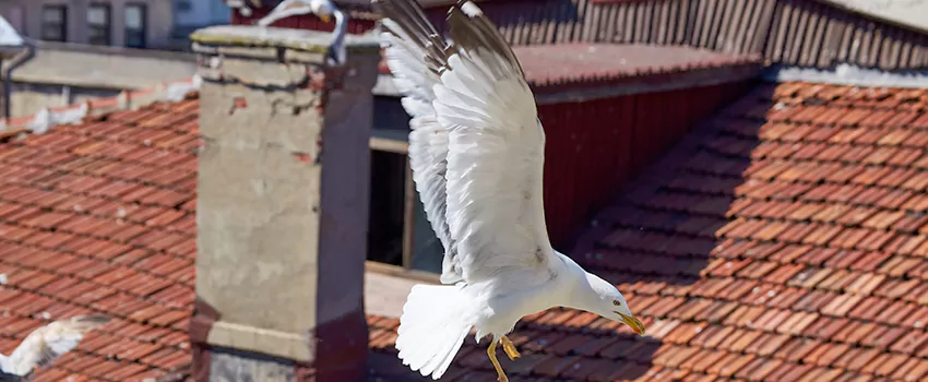 Residential Chimney Animal Removal Solution in Farragut, TN