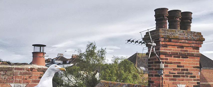 Chimney Cleaning And Restoration in Farragut, Tennessee